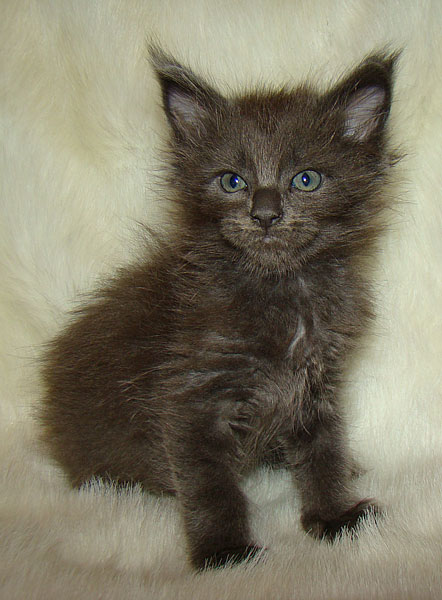 ���� ��� ������� ��������� Catsvill County!  ���� ����! ������ ������ ���� ���! ���� ��� ������ ������ � ����� ����!!! �������� ���� ����� Catsvill County +7-926-544-74-09  ���� ��� �������� ������. ���� ��� ������, ���� ��� �������, ���� ��� ������,  ���� ��� ����, ���� ��� ��������, ���� ����,  ������ ������ ���� ���,  ������ ����-����, ����� ������� ������ �����, ����� ����� ������!